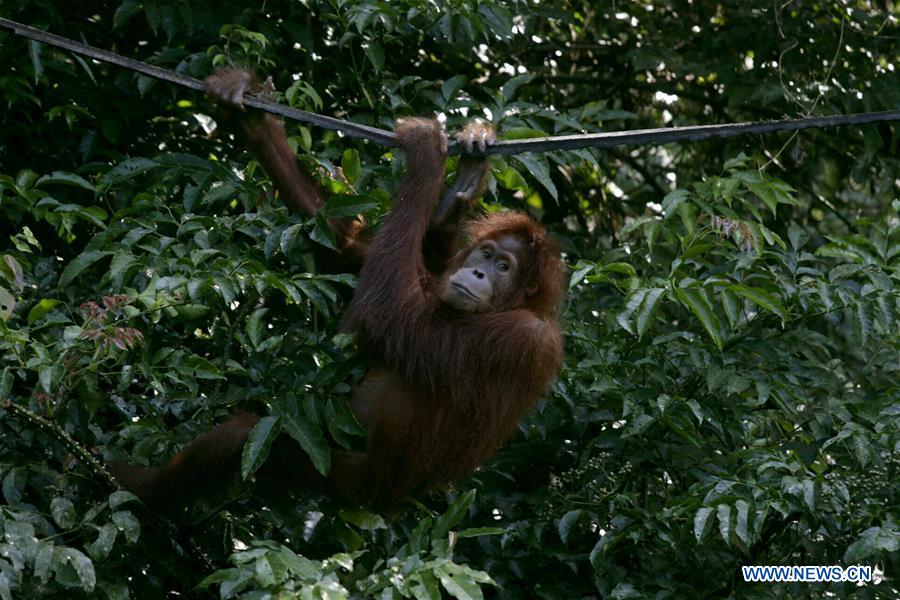 INDONESIA-ACEH-SUMATRAN ORANGUTANS-CONSERVATION