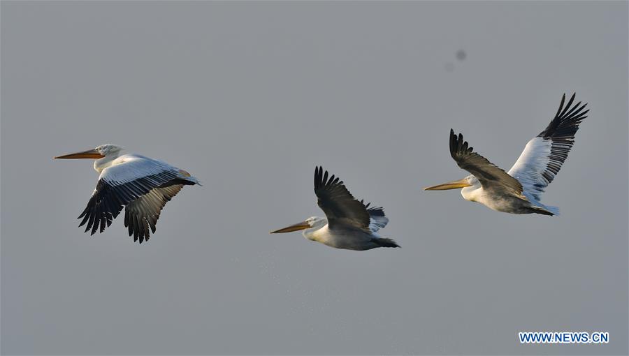 CHINA-FUJIAN-PELICANS-WINTER (CN)