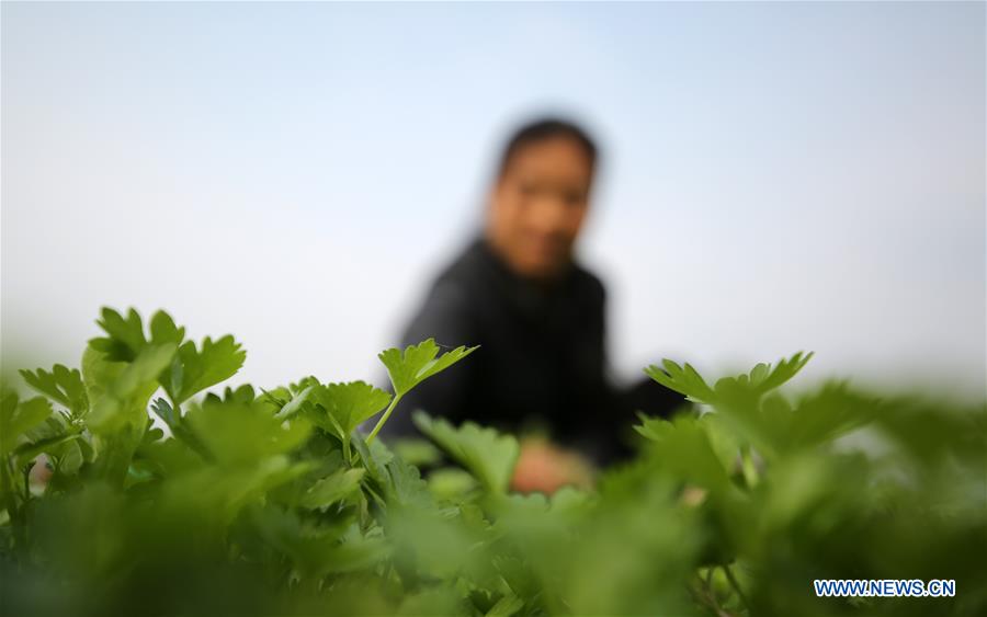 #CHINA-WINTER-DAHAN-SOLAR TERM-FARM WORK (CN)