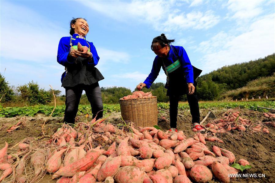 #CHINA-GUANGXI-ONLINE BUSINESS-SWEET POTATOES (CN)