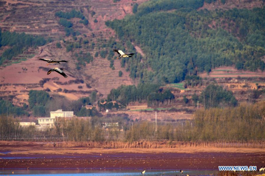 CHINA-YUNNAN-MIGRANT BIRDS (CN)