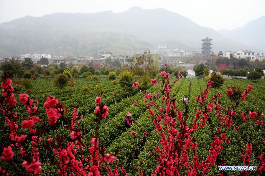 CHINA-SHAANXI-TEA HARVEST (CN)