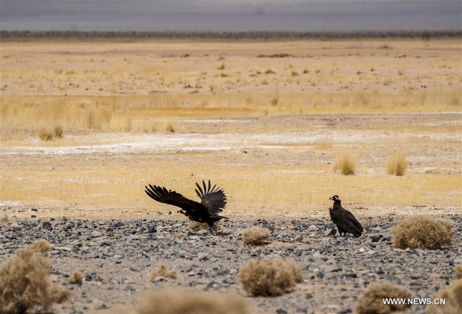 CHINA-XINJIANG-ALTUN MOUNTAINS-WILDLIFE-LANDSCAPE (CN)