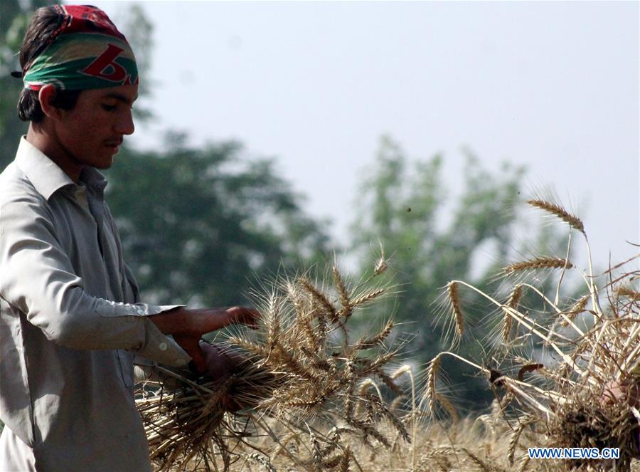 PAKISTAN-PESHAWAR-WHEAT HARVEST