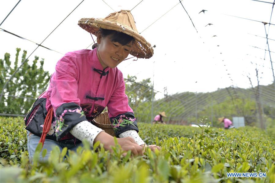 CHINA-HEBEI-TEA GARDEN(CN)