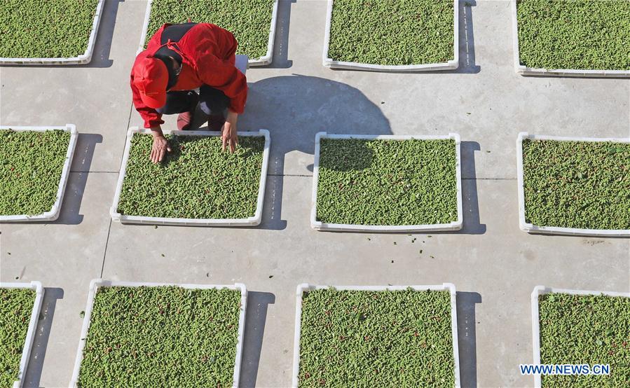 #CHINA-JIANGSU-AGRICULTURE-MULBERRY-HARVEST (CN)