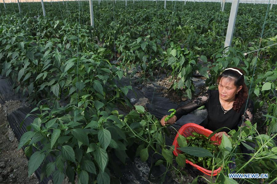 CHINA-GUIZHOU-FARM WORK (CN)