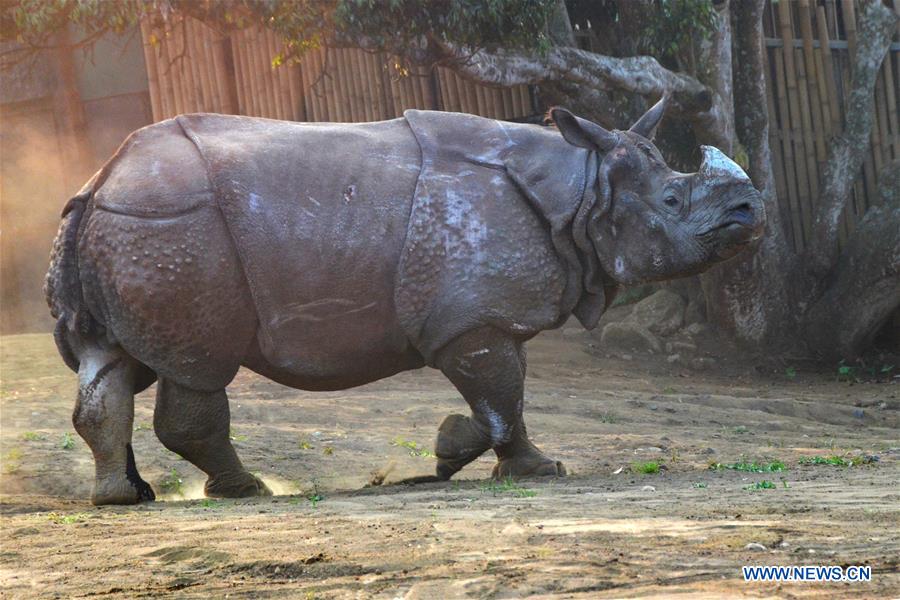 INDONESIA-MALANG-INDIAN RHINOCEROS