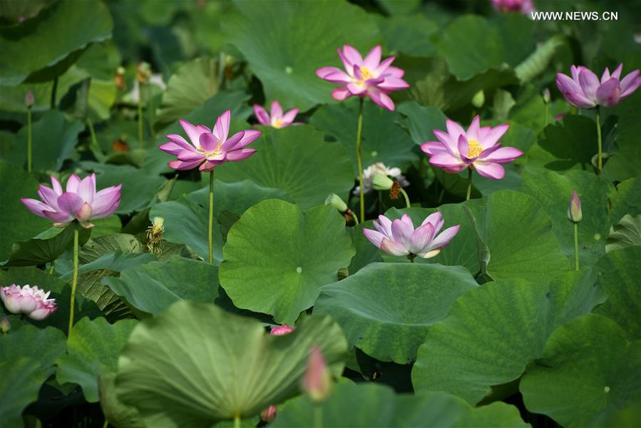 CHINA-ANHUI-TONGLING-LOTUS(CN)