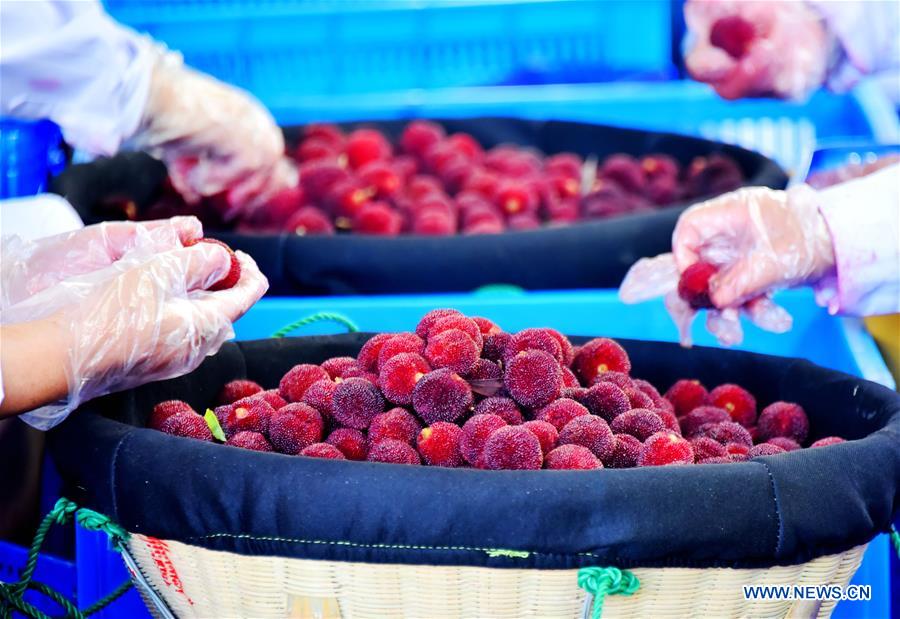 #CHINA-ZHEJIANG-AGRICULTURE-CHINESE BAYBERRY-HARVEST (CN)