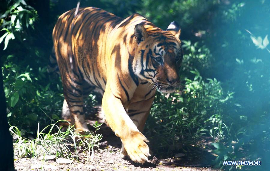 NEPAL-KATHMANDU-INTERNATIONAL TIGER DAY