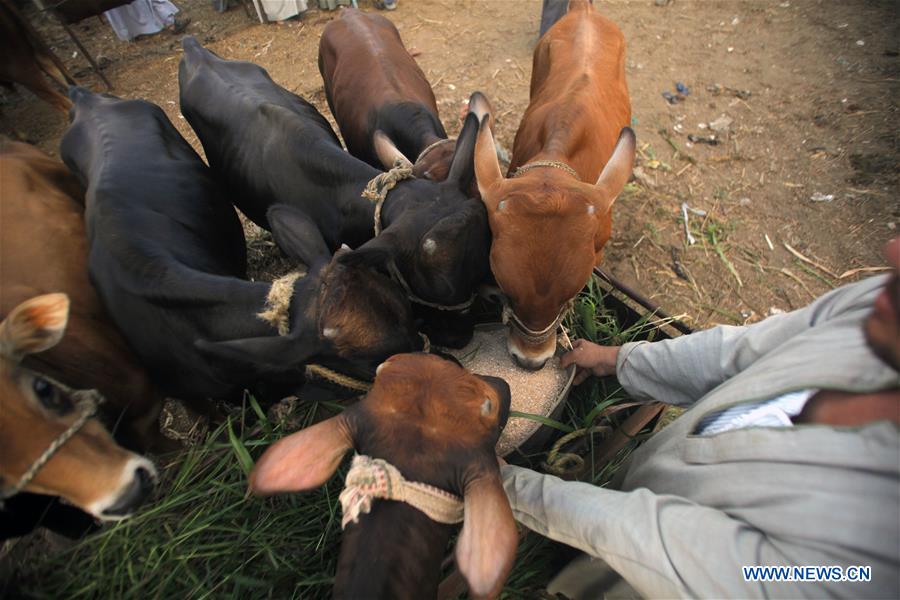 EGYPT-MONUFIA-EID AL-ADHA-LIVESTOCK MARKET