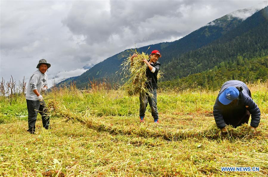 CHINA-NYINGCHI-GRASS-HARVEST (CN)