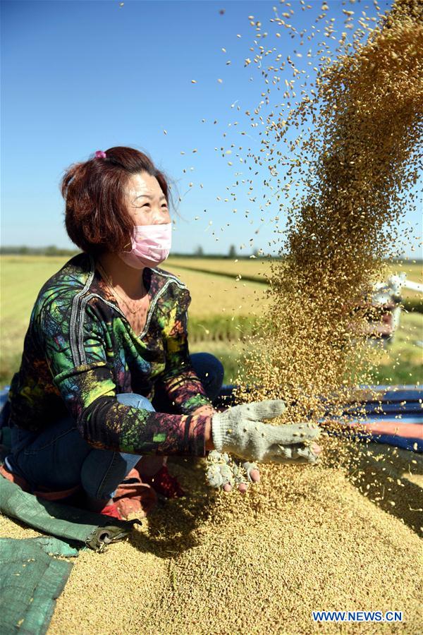 #CHINA-SHANDONG-LINYI-RICE HARVEST (CN)