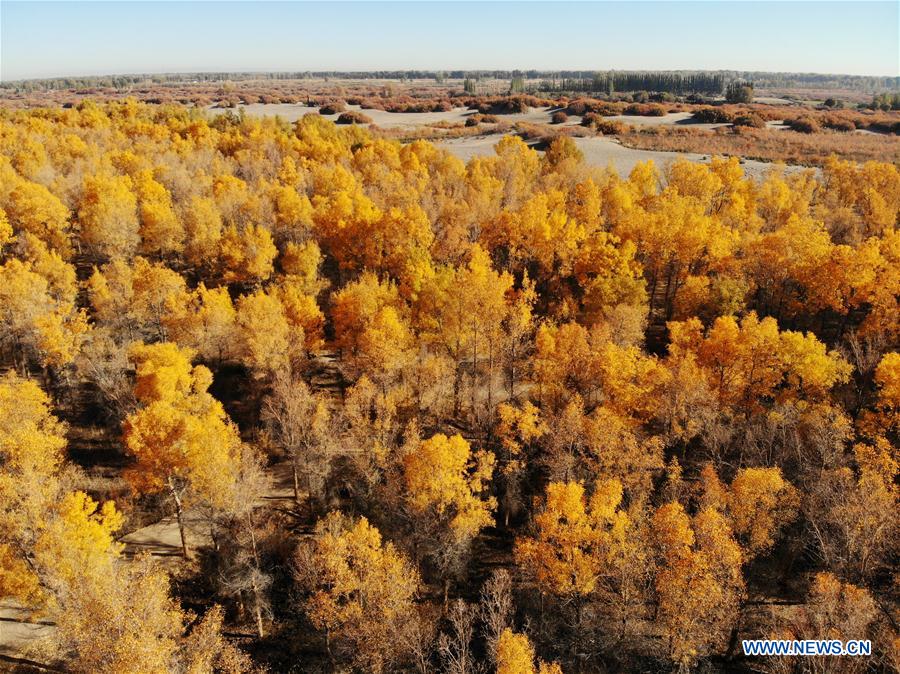 CHINA-JIUQUAN-POPULUS EUPHRATICA-AUTUMN SCENERY (CN)