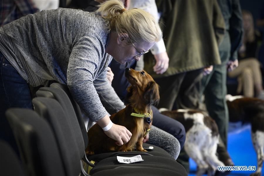 POLAND-NADARZYN-EURO DOG SHOW