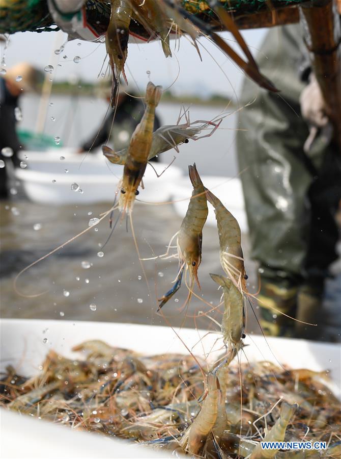 CHINA-ZHEJIANG-HUZHOU-FISHERY-SHRIMP (CN)