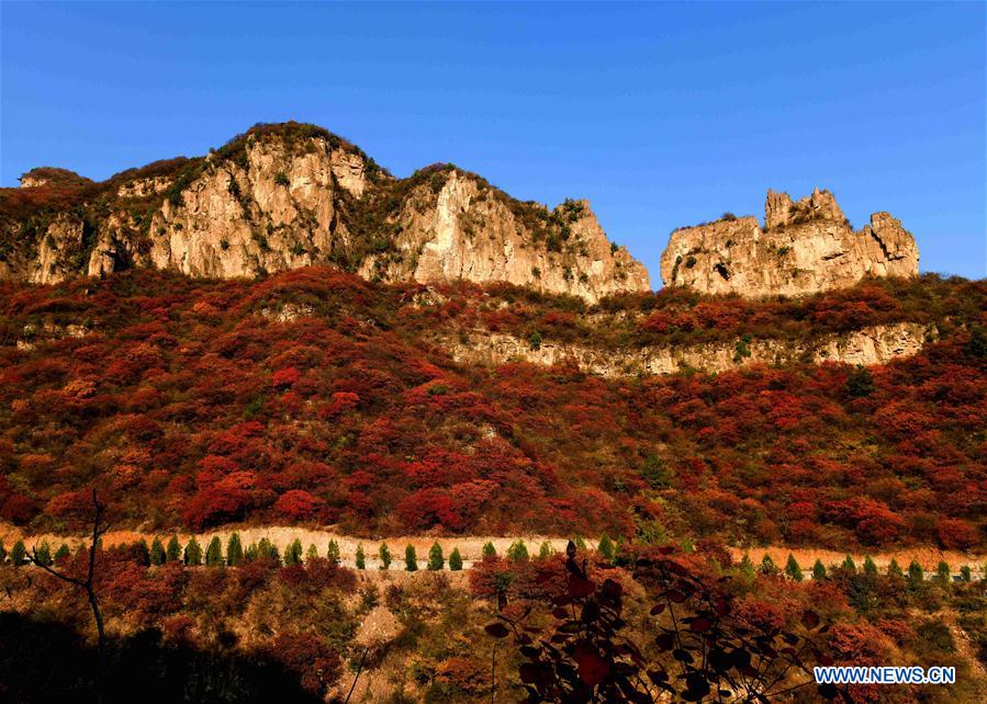 #CHINA-HEBEI-PINGSHAN-AUTUMN SCENERY (CN)