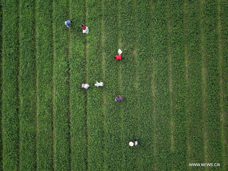 #CHINA-FARMING-SHUANGJIANG (CN) 