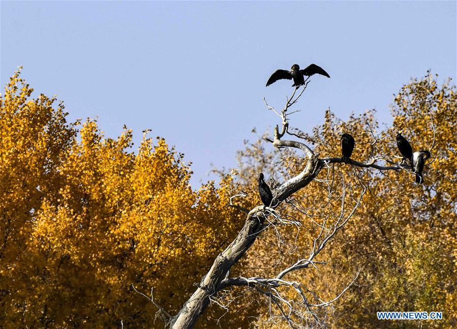 CHINA-XINJIANG-DESERT POPLAR FOREST (CN)