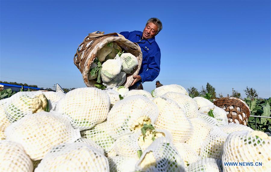 CHINA-HEBEI-CAULIFLOWERS CULTIVATION (CN)