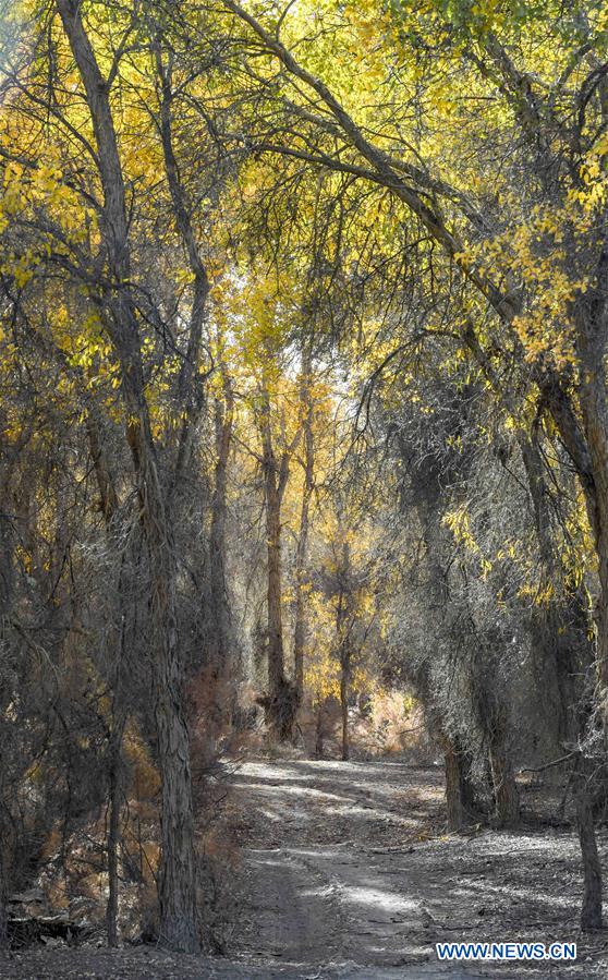 CHINA-XINJIANG-TARIM RIVER-DESERT POPLAR (CN)