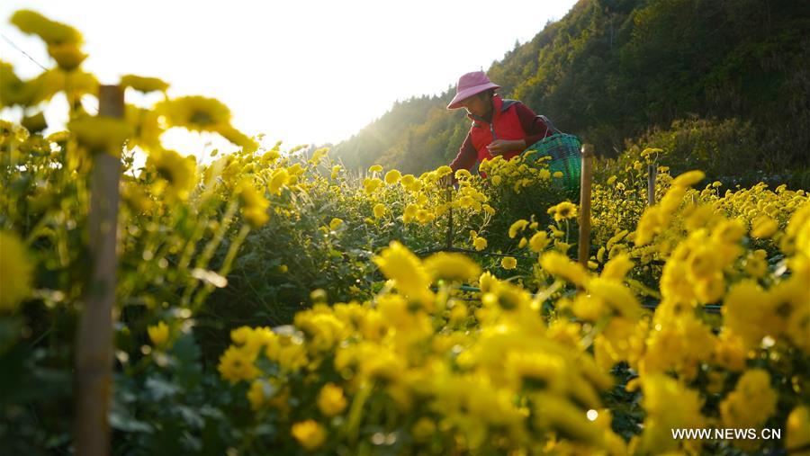 CHINA-JIANGXI-WUYUAN-CHRYSANTHEMUM-PRODUCTION (CN)