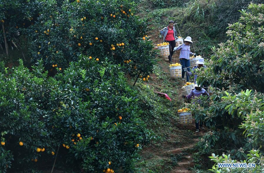 CHINA-JIANGXI-NAVEL ORANGE-HARVEST(CN)