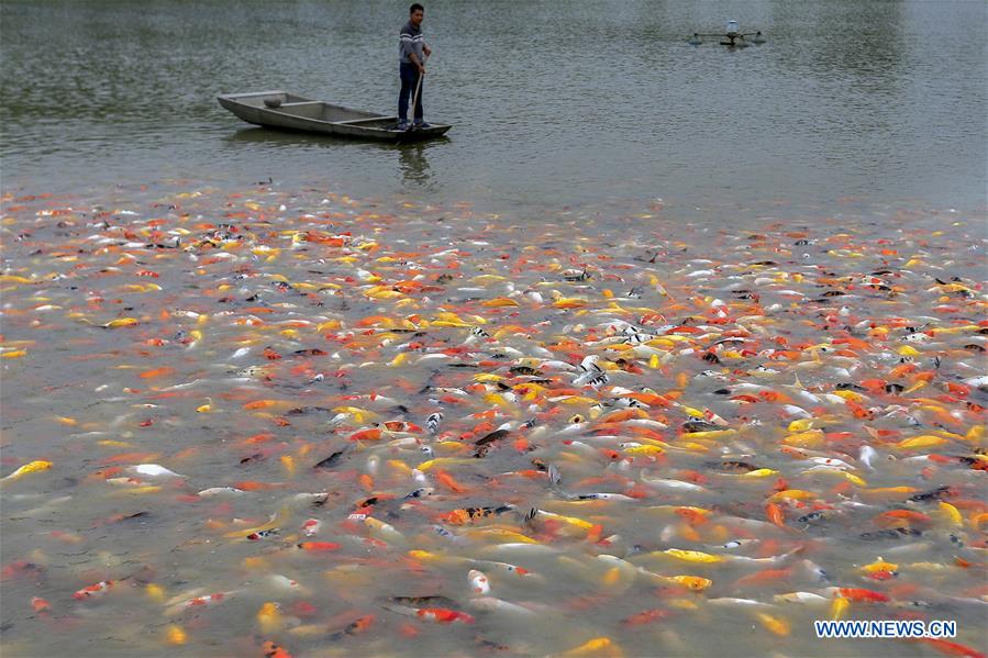 #CHINA-JIANGSU-XUYI-FISH-CULTIVATION (CN)