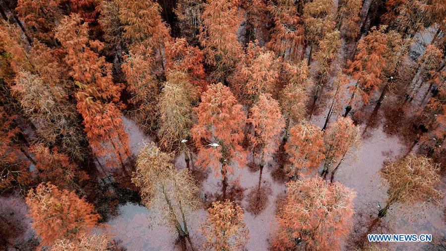 CHINA-ANHUI-LAI'AN-POND CYPRESS-SCENERY (CN)