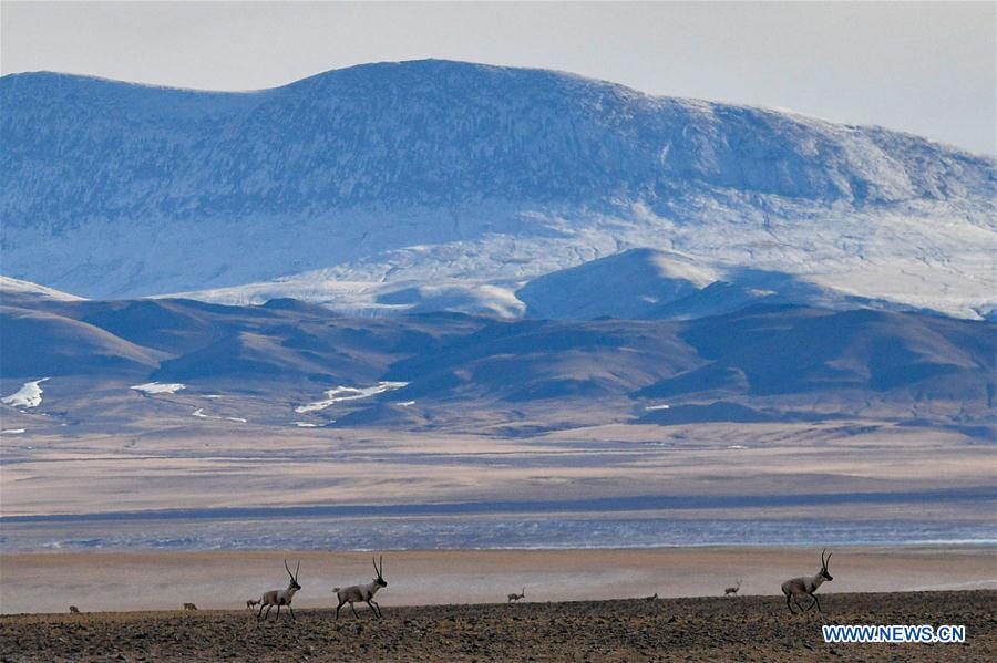 (InTibet)CHINA-WILDLIFE-TIBETAN ANTELOPE-HABITAT (CN)