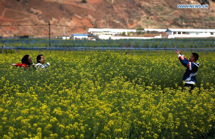 CHINA-SICHUAN-MIYI COUNTY-COLE FLOWERS (CN)