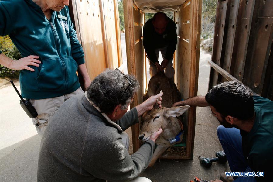 MIDEAST-JERUSALEM-PERSIAN FALLOW DEER-RELEASE