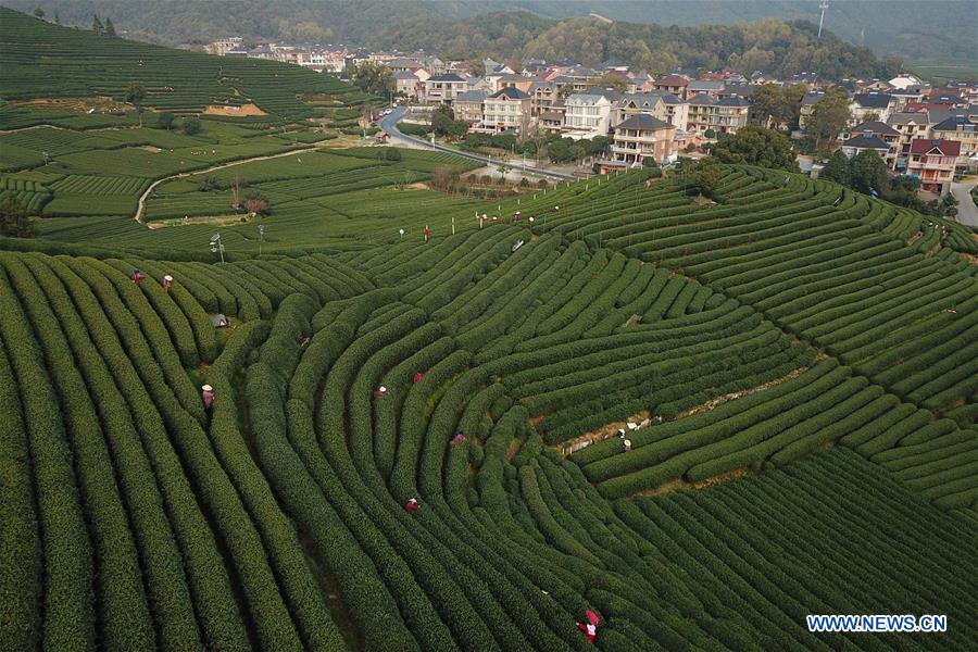 CHINA-HANGZHOU-TEA-PICKING (CN)