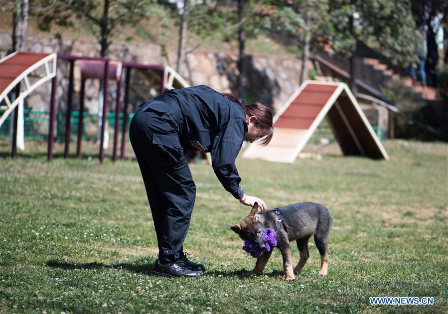 CHINA-YUNNAN-FIRST CLONED POLICE DOG-TRAINING (CN)