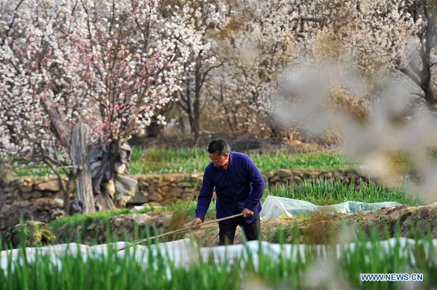 #CHINA-SPRING-FARM WORK (CN)