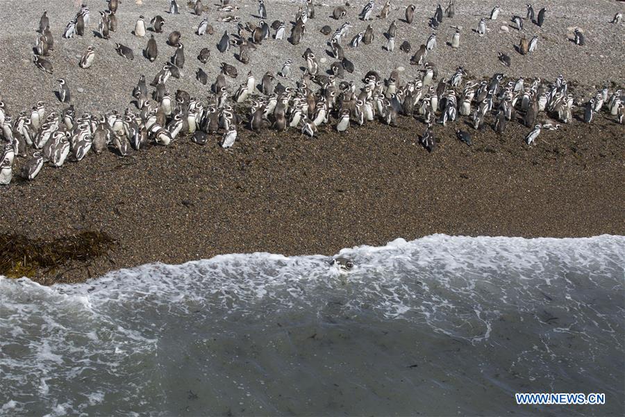 ARGENTINA-CHUBUT-PUNTA TOMBO RESERVE-PENGUINS