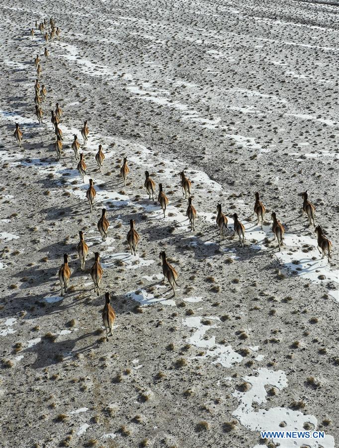 CHINA-XINJIANG-ALTUN MOUNTAINS-WILDLIFE-LANDSCAPE (CN)