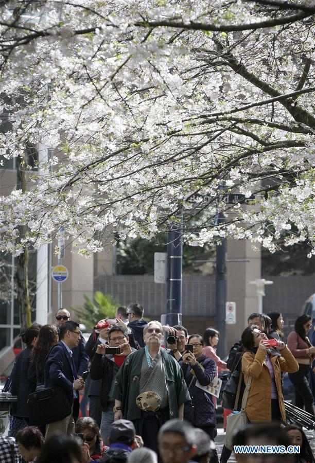 CANADA-VANCOUVER-CHERRY BLOSSOM FESTIVAL