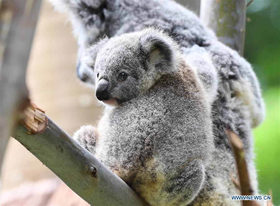 CHINA-GUANGZHOU-KOALA (CN)