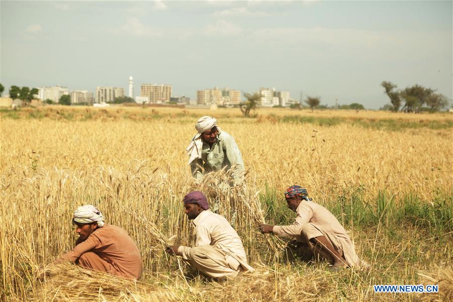 PAKISTAN-ISLAMABAD-WHEAT CROP-HARVEST