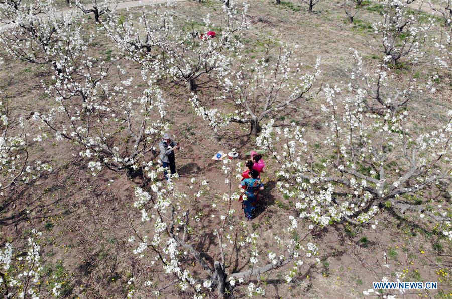 CHINA-JILIN-PEAR ORCHARD (CN)