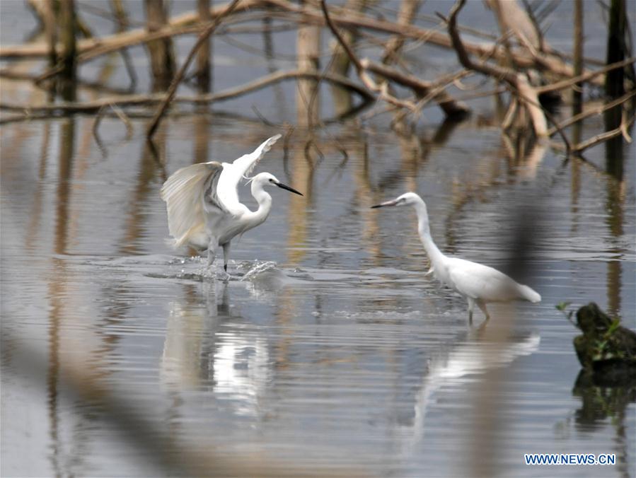 CHINA-NANNING-EGRET (CN)