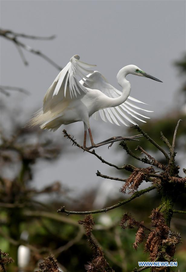 CHINA-JIANGXI-NANCHANG-EGRET (CN)