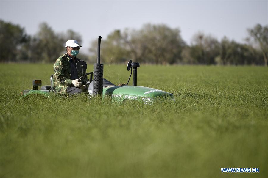 CHINA-NINGXIA-TONGXIN-FARMING (CN)