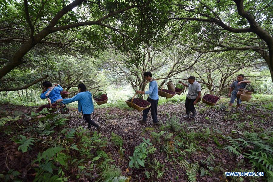 #CHINA-CHINESE BAYBERRY-HARVEST (CN)