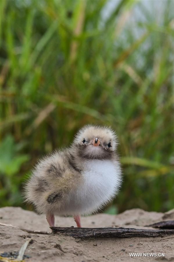 CHINA-MIGRATORY BIRD SANCTUARIES-UNESCO-WORLD HERITAGE LIST (CN)