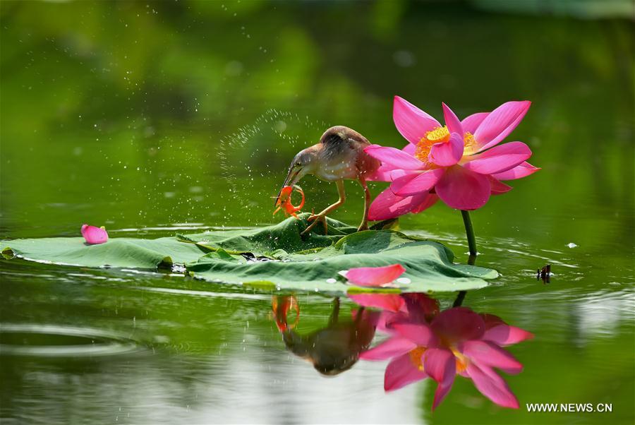 CHINA-TANGSHAN-LOTUS-SCENERY (CN)