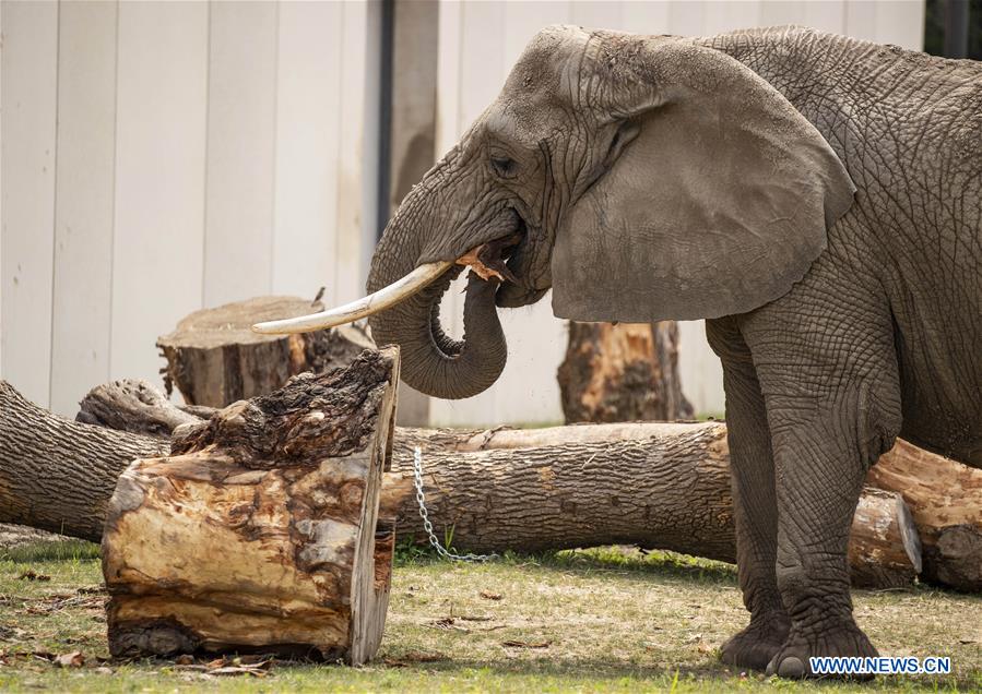 U.S.-MILWAUKEE-ZOO-ELEPHANT