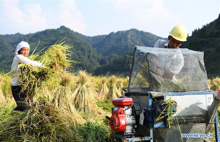 CHINA-GUIZHOU-CENGONG-HYBRID RICE SEED PRODUCTION (CN)